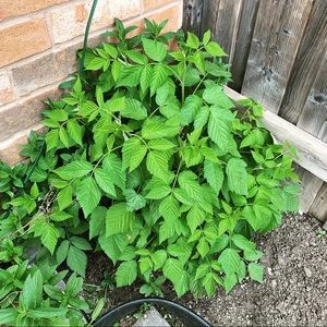 Meet your Posher, Sana